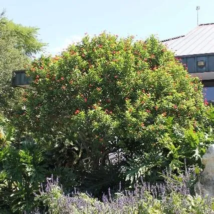 thumbnail for publication: Jatropha integerrima: Peregrina